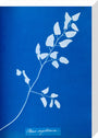 Cyanotype of Pteris sagittaria, 1853. stretched canvas medium none Art Print - Science Museum Shop