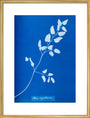 Cyanotype of Pteris sagittaria, 1853. art print large gold Art Print - Science Museum Shop