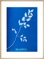 Cyanotype of Pteris sagittaria, 1853. art print large natural Art Print - Science Museum Shop