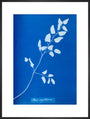 Cyanotype of Pteris sagittaria, 1853. art print extra large black Art Print - Science Museum Shop