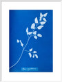 Cyanotype of Pteris sagittaria, 1853. art print extra large white Art Print - Science Museum Shop