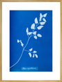 Cyanotype of Pteris sagittaria, 1853. art print extra large gold Art Print - Science Museum Shop
