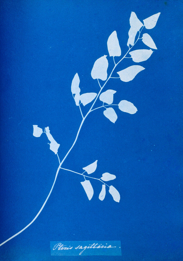 Cyanotype of Pteris sagittaria, 1853. Art Print - Science Museum Shop