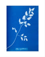 Cyanotype of Pteris sagittaria, 1853. art print extra small none Art Print - Science Museum Shop