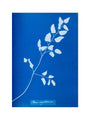 Cyanotype of Pteris sagittaria, 1853. art print medium none Art Print - Science Museum Shop