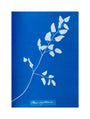Cyanotype of Pteris sagittaria, 1853. unstretched canvas medium none Art Print - Science Museum Shop