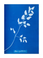 Cyanotype of Pteris sagittaria, 1853. unstretched canvas large none Art Print - Science Museum Shop