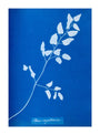 Cyanotype of Pteris sagittaria, 1853. unstretched canvas extra large none Art Print - Science Museum Shop
