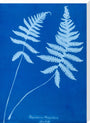 Cyanotype of Polypodium phegopteris, 1853. stretched canvas extra large none Art Print - Science Museum Shop