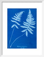 Cyanotype of Polypodium phegopteris, 1853. art print small white Art Print - Science Museum Shop