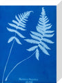 Cyanotype of Polypodium phegopteris, 1853. stretched canvas small none Art Print - Science Museum Shop
