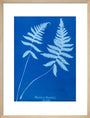 Cyanotype of Polypodium phegopteris, 1853. art print medium natural Art Print - Science Museum Shop