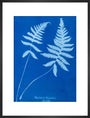 Cyanotype of Polypodium phegopteris, 1853. art print large black Art Print - Science Museum Shop