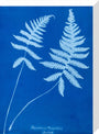 Cyanotype of Polypodium phegopteris, 1853. stretched canvas medium none Art Print - Science Museum Shop