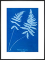 Cyanotype of Polypodium phegopteris, 1853. art print extra large black Art Print - Science Museum Shop