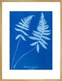Cyanotype of Polypodium phegopteris, 1853. art print extra large gold Art Print - Science Museum Shop
