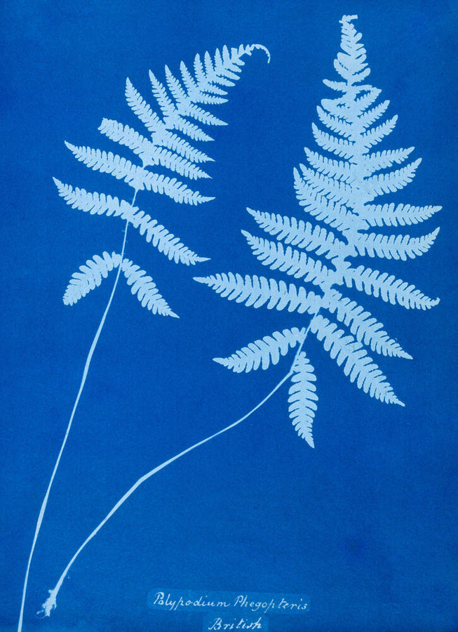 Cyanotype of Polypodium phegopteris, 1853. Art Print - Science Museum Shop