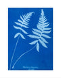 Cyanotype of Polypodium phegopteris, 1853. art print extra small none Art Print - Science Museum Shop