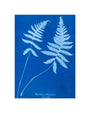 Cyanotype of Polypodium phegopteris, 1853. unstretched canvas small none Art Print - Science Museum Shop