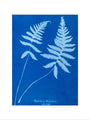 Cyanotype of Polypodium phegopteris, 1853. art print medium none Art Print - Science Museum Shop