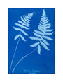 Cyanotype of Polypodium phegopteris, 1853. unstretched canvas medium none Art Print - Science Museum Shop