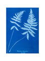 Cyanotype of Polypodium phegopteris, 1853. art print large none Art Print - Science Museum Shop