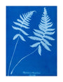 Cyanotype of Polypodium phegopteris, 1853. unstretched canvas large none Art Print - Science Museum Shop