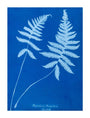 Cyanotype of Polypodium phegopteris, 1853. unstretched canvas extra large none Art Print - Science Museum Shop