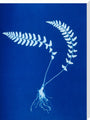 Cyanotype of Aspidium trapezoides, 1853. stretched canvas extra large none Art Print - Science Museum Shop