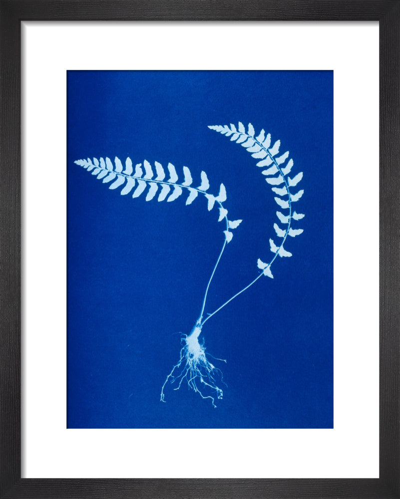 Cyanotype of Aspidium trapezoides, 1853. art print extra small black Art Print - Science Museum Shop