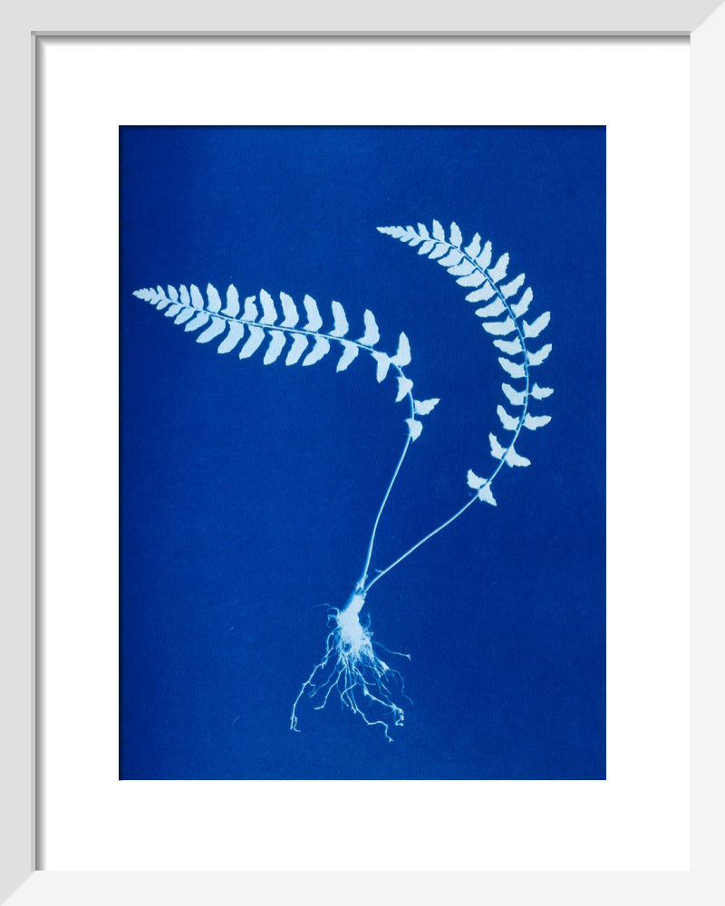 Cyanotype of Aspidium trapezoides, 1853. art print extra small white Art Print - Science Museum Shop