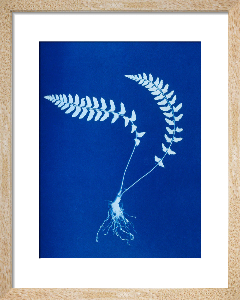 Cyanotype of Aspidium trapezoides, 1853. art print extra small natural Art Print - Science Museum Shop