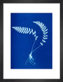 Cyanotype of Aspidium trapezoides, 1853. art print small black Art Print - Science Museum Shop