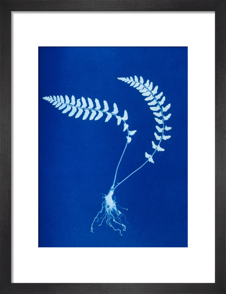 Cyanotype of Aspidium trapezoides, 1853. art print small black Art Print - Science Museum Shop