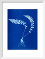 Cyanotype of Aspidium trapezoides, 1853. art print small white Art Print - Science Museum Shop