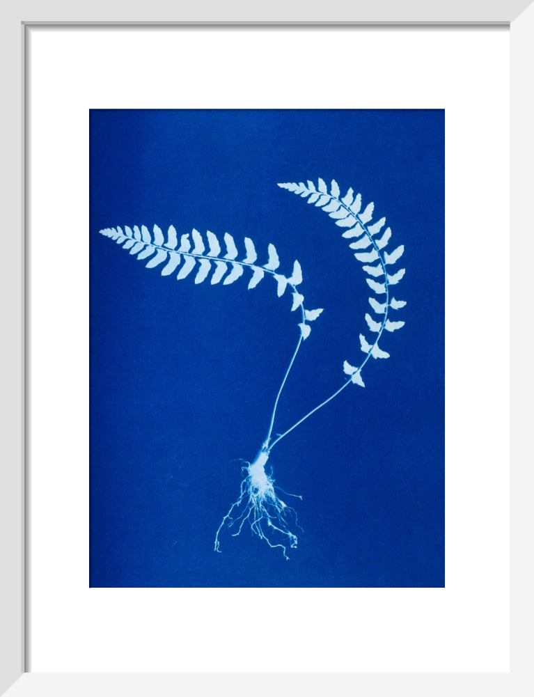 Cyanotype of Aspidium trapezoides, 1853. art print small white Art Print - Science Museum Shop