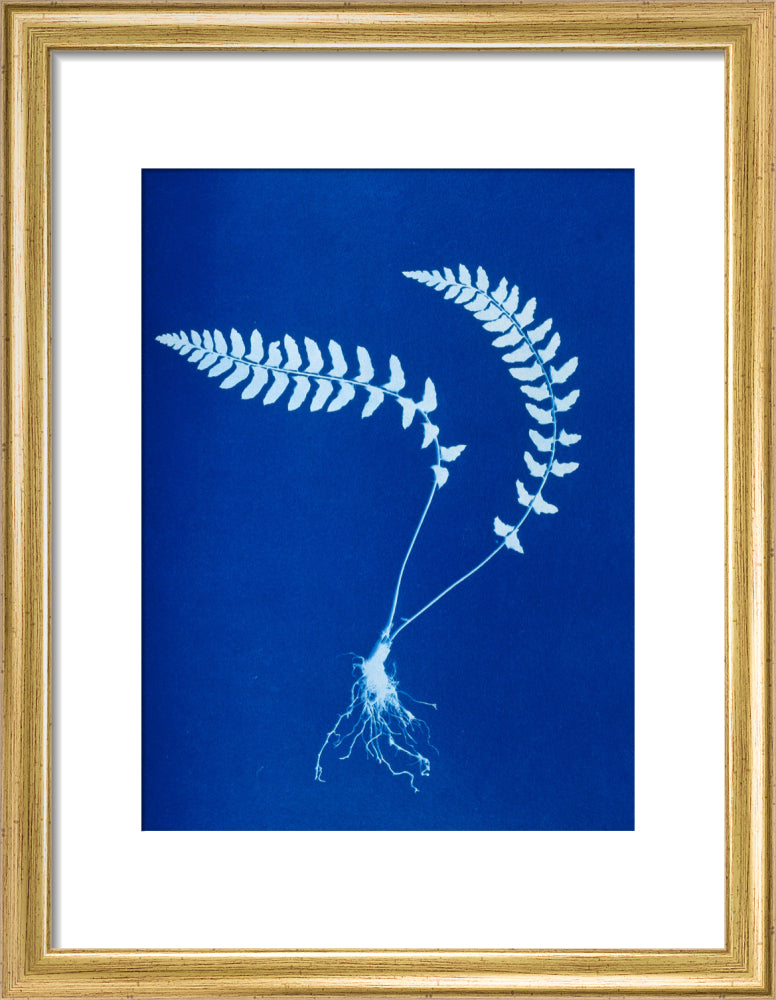 Cyanotype of Aspidium trapezoides, 1853. art print small gold Art Print - Science Museum Shop
