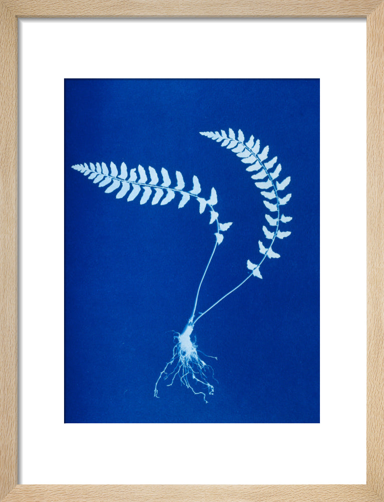 Cyanotype of Aspidium trapezoides, 1853. art print small natural Art Print - Science Museum Shop