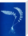 Cyanotype of Aspidium trapezoides, 1853. stretched canvas small none Art Print - Science Museum Shop