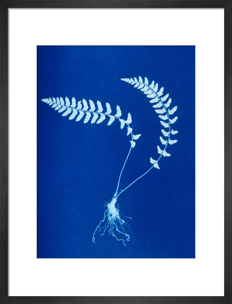Cyanotype of Aspidium trapezoides, 1853. art print medium black Art Print - Science Museum Shop