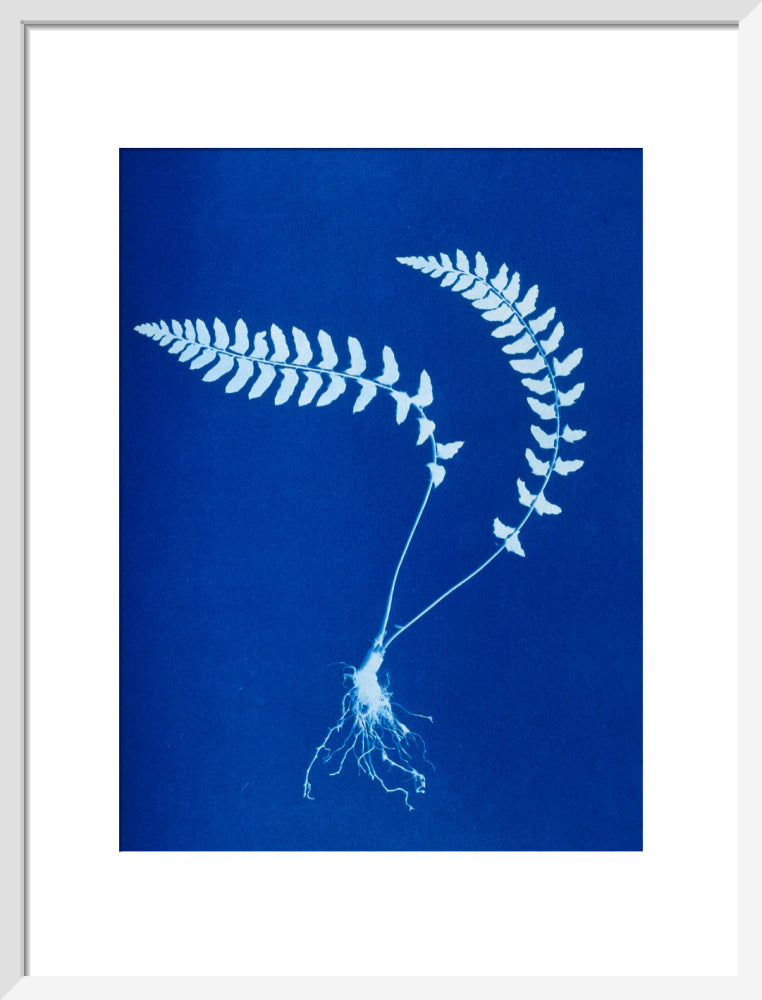 Cyanotype of Aspidium trapezoides, 1853. art print medium white Art Print - Science Museum Shop