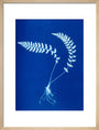 Cyanotype of Aspidium trapezoides, 1853. art print medium natural Art Print - Science Museum Shop