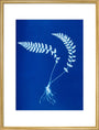 Cyanotype of Aspidium trapezoides, 1853. art print large gold Art Print - Science Museum Shop
