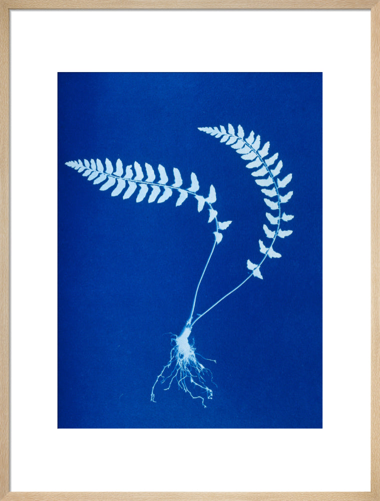Cyanotype of Aspidium trapezoides, 1853. art print large natural Art Print - Science Museum Shop