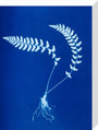Cyanotype of Aspidium trapezoides, 1853. stretched canvas medium none Art Print - Science Museum Shop