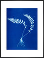 Cyanotype of Aspidium trapezoides, 1853. art print extra large black Art Print - Science Museum Shop