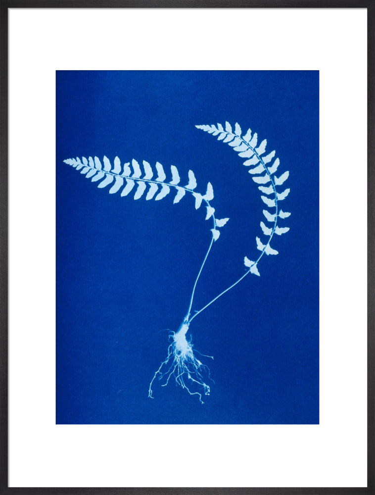 Cyanotype of Aspidium trapezoides, 1853. art print extra large black Art Print - Science Museum Shop