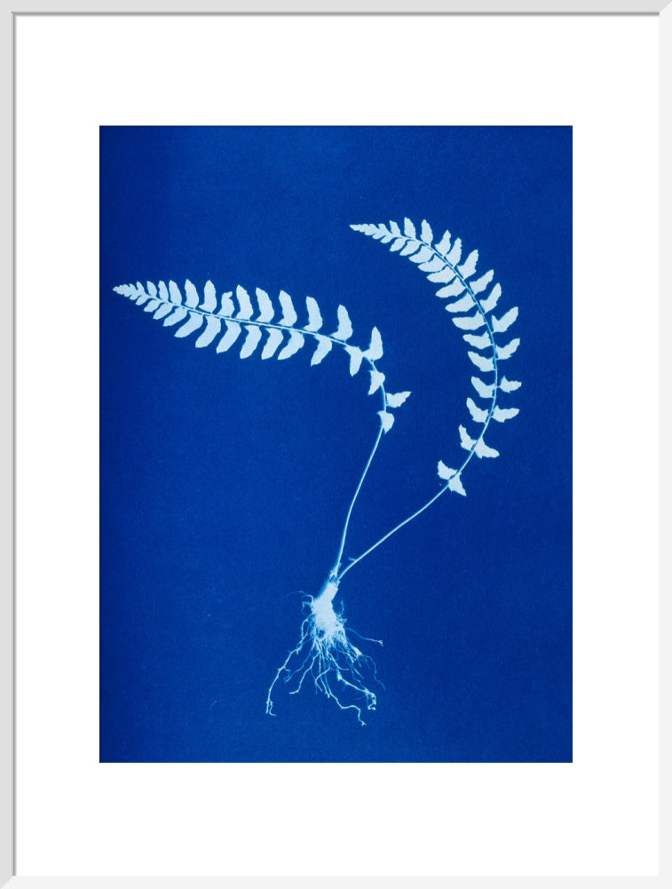 Cyanotype of Aspidium trapezoides, 1853. art print extra large white Art Print - Science Museum Shop