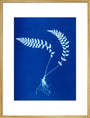 Cyanotype of Aspidium trapezoides, 1853. art print extra large gold Art Print - Science Museum Shop
