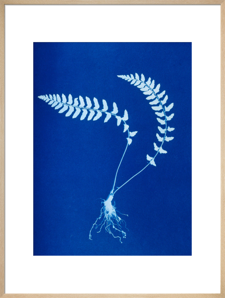 Cyanotype of Aspidium trapezoides, 1853. art print extra large natural Art Print - Science Museum Shop